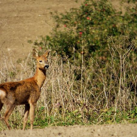Rekreacne Zariadenie Chmelisko Pruzina Εξωτερικό φωτογραφία